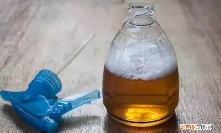 病虫害会导致君子兰夹箭虫吗，8种养花窍门，病虫全扫光，君子兰长得健壮不夹箭！