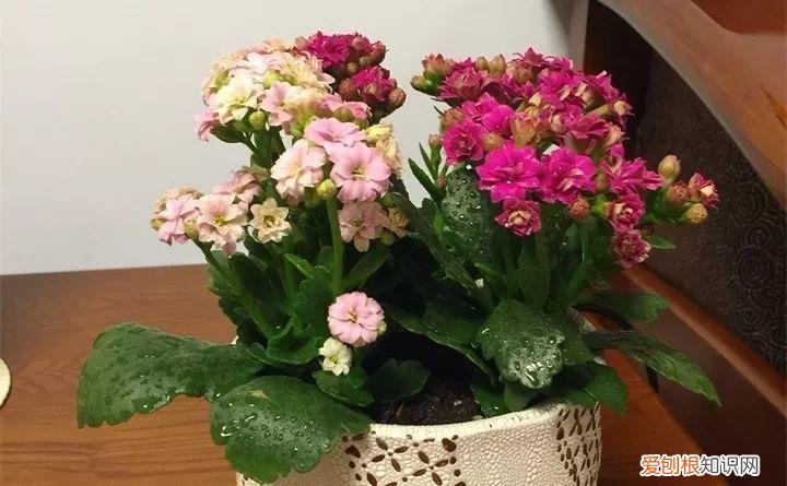 病虫害会导致君子兰夹箭虫吗，8种养花窍门，病虫全扫光，君子兰长得健壮不夹箭！