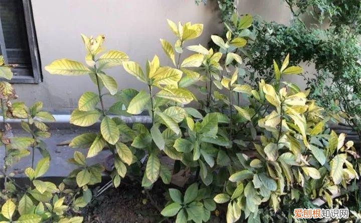 病虫害会导致君子兰夹箭虫吗，8种养花窍门，病虫全扫光，君子兰长得健壮不夹箭！