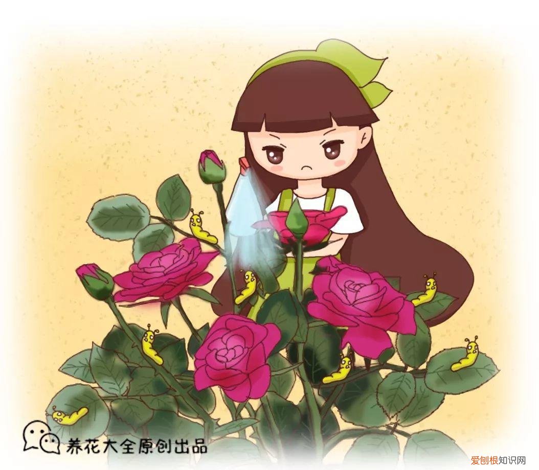 病虫害会导致君子兰夹箭虫吗，8种养花窍门，病虫全扫光，君子兰长得健壮不夹箭！