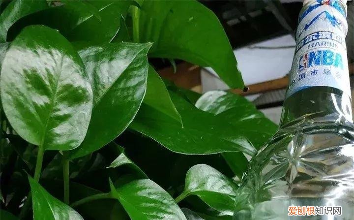 病虫害会导致君子兰夹箭虫吗，8种养花窍门，病虫全扫光，君子兰长得健壮不夹箭！