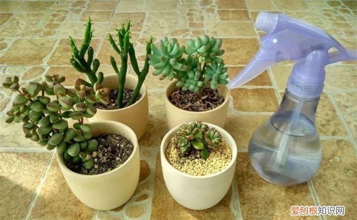 病虫害会导致君子兰夹箭虫吗，8种养花窍门，病虫全扫光，君子兰长得健壮不夹箭！