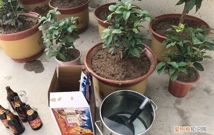 病虫害会导致君子兰夹箭虫吗，8种养花窍门，病虫全扫光，君子兰长得健壮不夹箭！