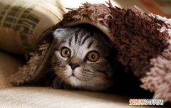 猫头部受重击能不能自愈，猫头部受重击能自愈吗