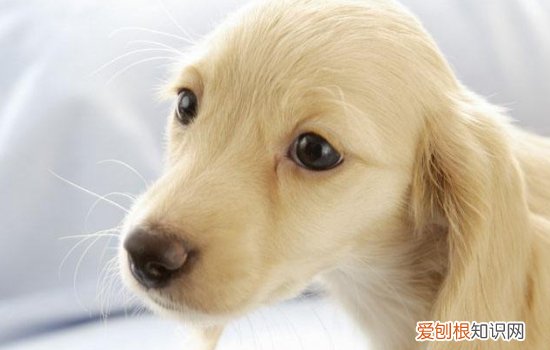 狗狗吃自己的便便怎么办，该如何训练？，狗狗吃自己的便便怎么办,该如何训练它