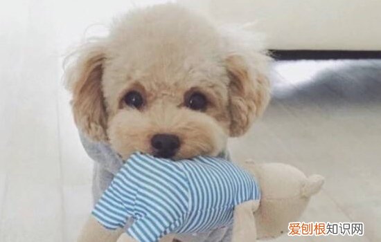 狗狗吃自己的便便怎么办，该如何训练？，狗狗吃自己的便便怎么办,该如何训练它