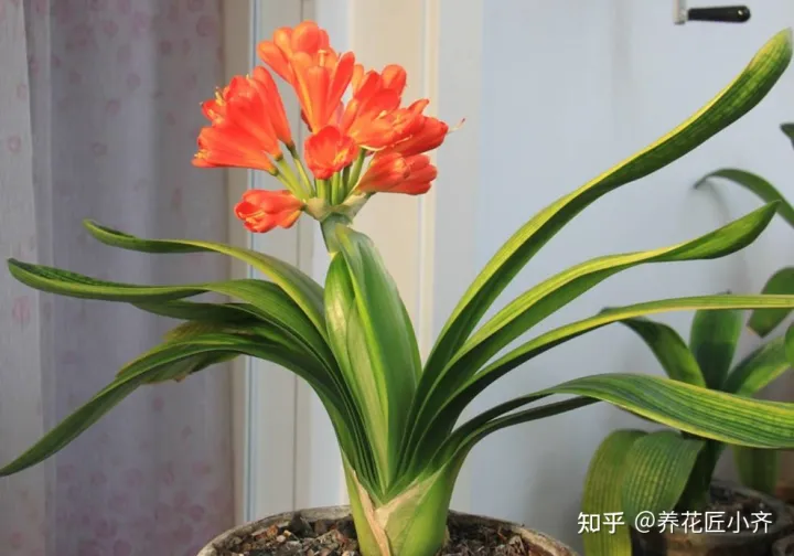 君子兰叶子白了怎么办，新手养君子兰，记住6个“秘诀”，满盆白根，叶片整齐油亮