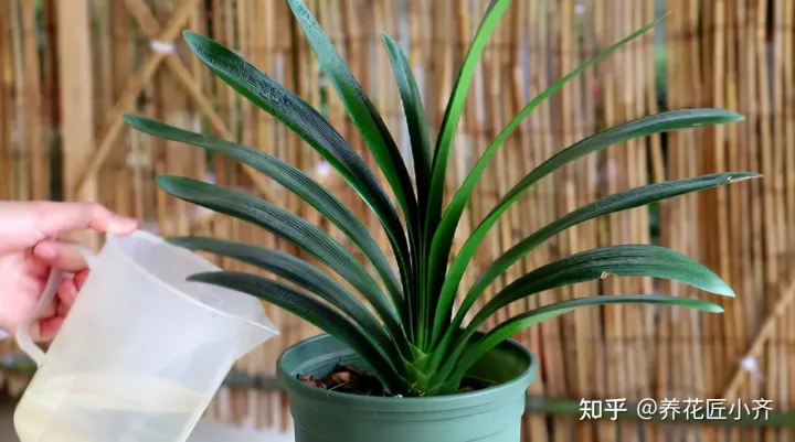 君子兰叶子白了怎么办，新手养君子兰，记住6个“秘诀”，满盆白根，叶片整齐油亮