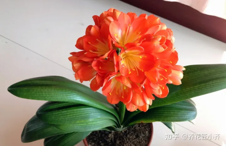 君子兰叶子白了怎么办，新手养君子兰，记住6个“秘诀”，满盆白根，叶片整齐油亮