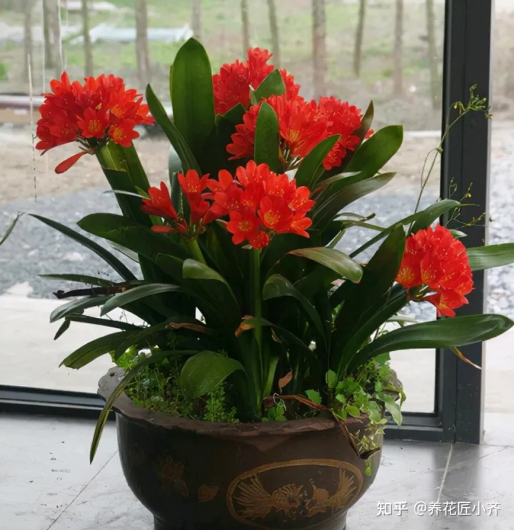 君子兰叶子白了怎么办，新手养君子兰，记住6个“秘诀”，满盆白根，叶片整齐油亮