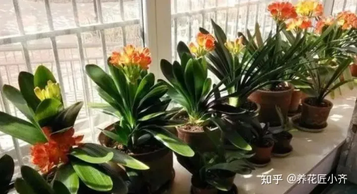 君子兰叶子白了怎么办，新手养君子兰，记住6个“秘诀”，满盆白根，叶片整齐油亮