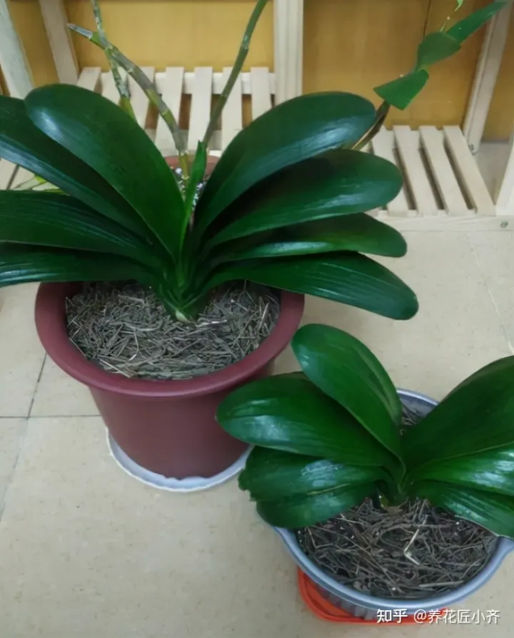 君子兰叶子白了怎么办，新手养君子兰，记住6个“秘诀”，满盆白根，叶片整齐油亮