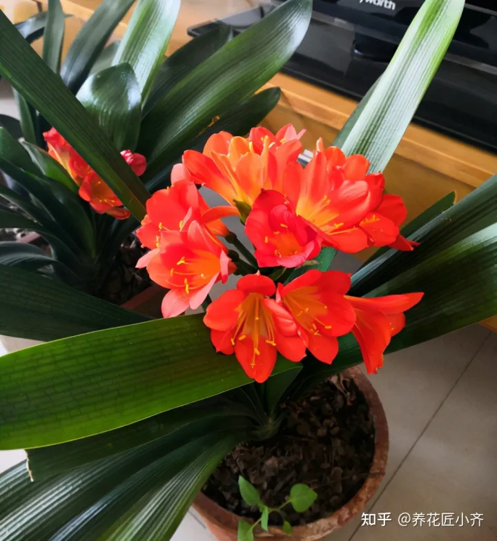 君子兰叶子白了怎么办，新手养君子兰，记住6个“秘诀”，满盆白根，叶片整齐油亮