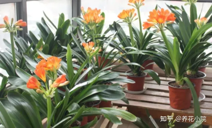 君子兰开花应该注意什么，养好君子兰，4个要点不能忽视，否则难开花