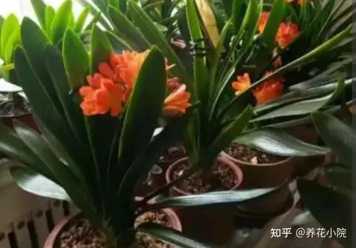 君子兰开花应该注意什么，养好君子兰，4个要点不能忽视，否则难开花