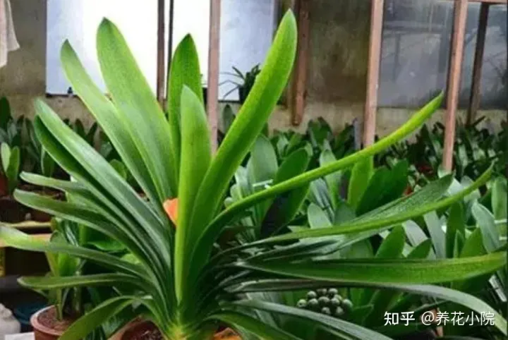 君子兰开花应该注意什么，养好君子兰，4个要点不能忽视，否则难开花