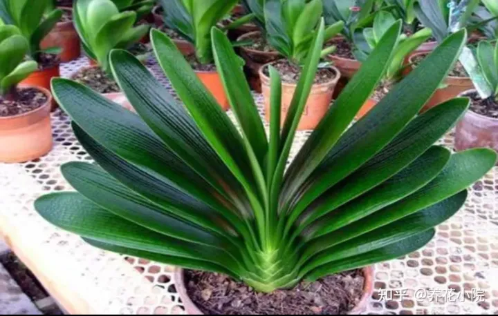 君子兰开花应该注意什么，养好君子兰，4个要点不能忽视，否则难开花