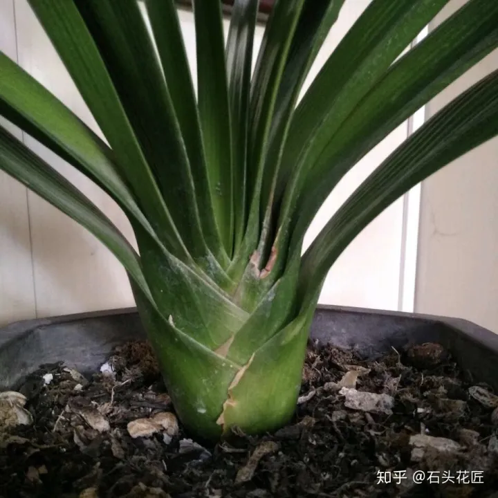 冬季君子兰怎么养，养君子兰的“4个”小知识，1分钟学会，以后越养越旺