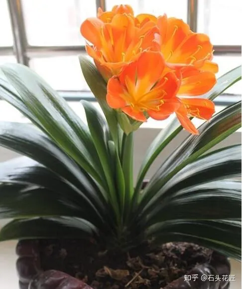 冬季君子兰怎么养，养君子兰的“4个”小知识，1分钟学会，以后越养越旺