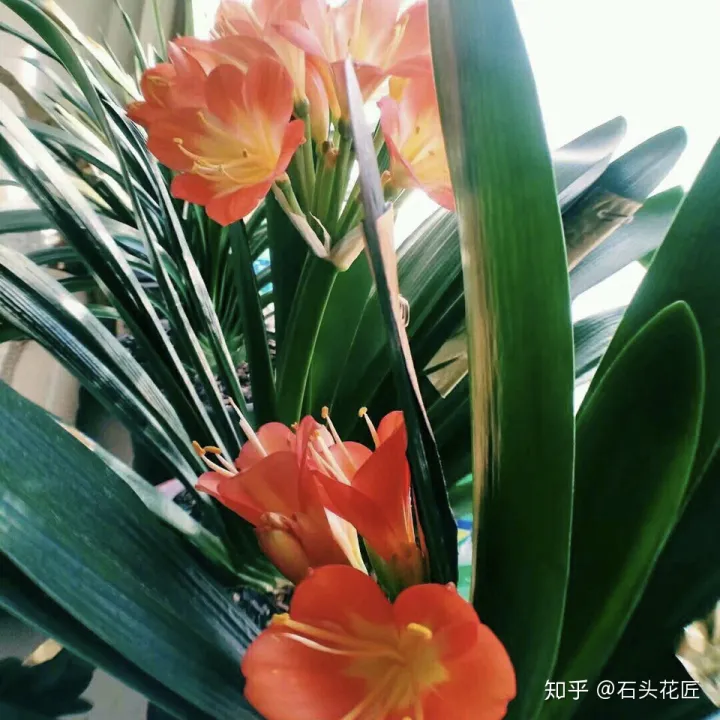 冬季君子兰怎么养，养君子兰的“4个”小知识，1分钟学会，以后越养越旺