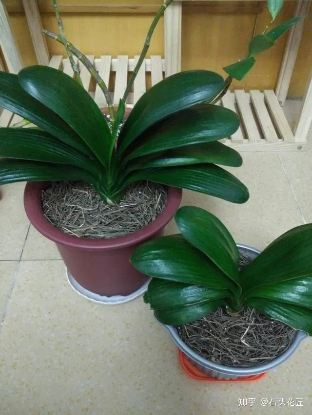 冬季君子兰怎么养，养君子兰的“4个”小知识，1分钟学会，以后越养越旺