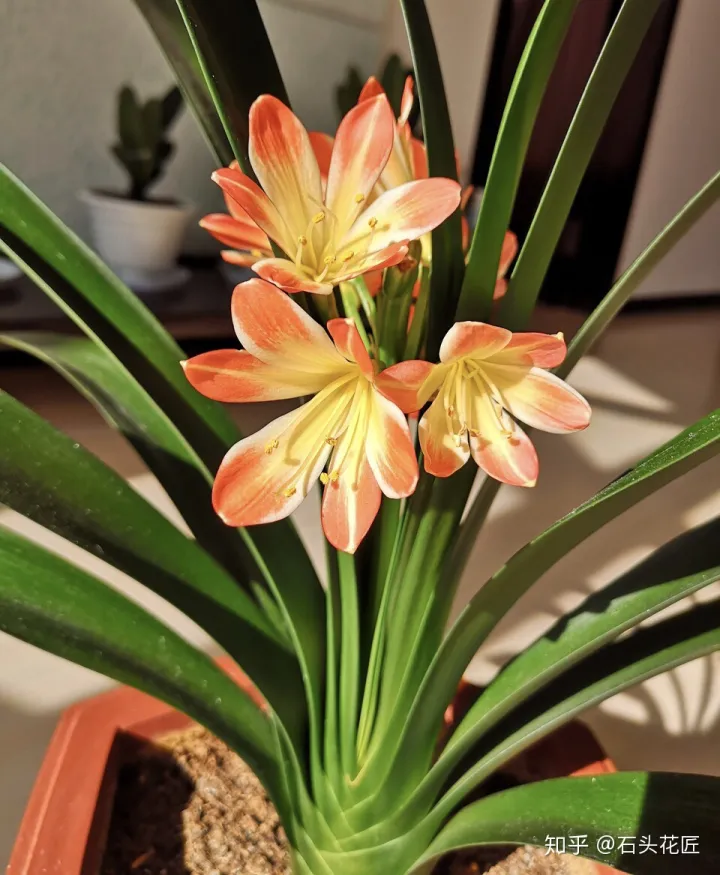 冬季君子兰怎么养，养君子兰的“4个”小知识，1分钟学会，以后越养越旺