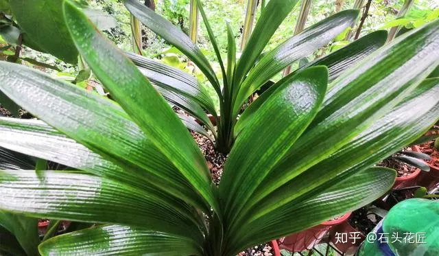 冬季君子兰怎么养，养君子兰的“4个”小知识，1分钟学会，以后越养越旺