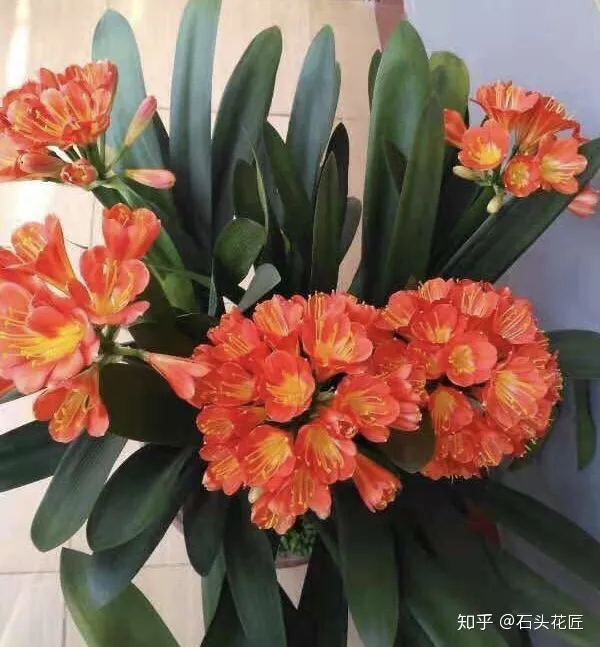 冬季君子兰怎么养，养君子兰的“4个”小知识，1分钟学会，以后越养越旺