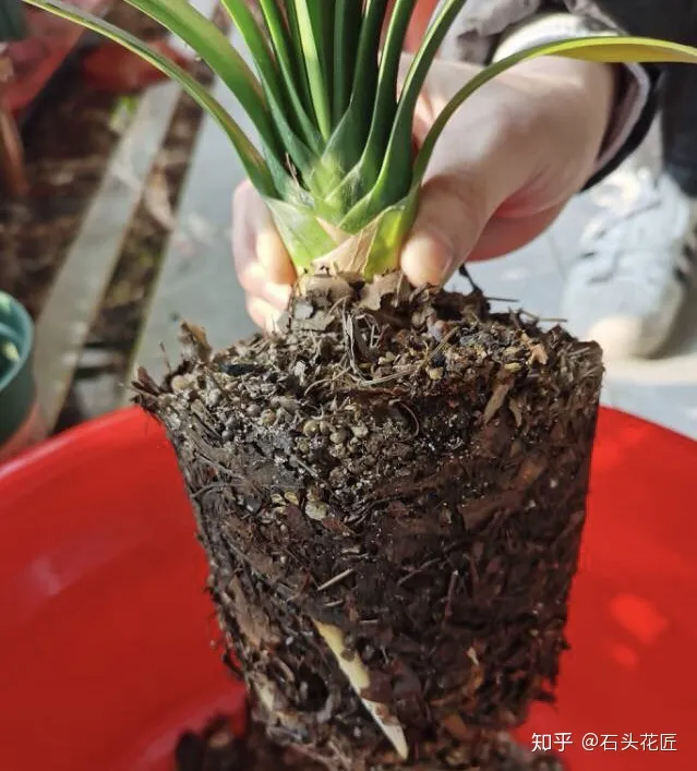 冬季君子兰怎么养，养君子兰的“4个”小知识，1分钟学会，以后越养越旺