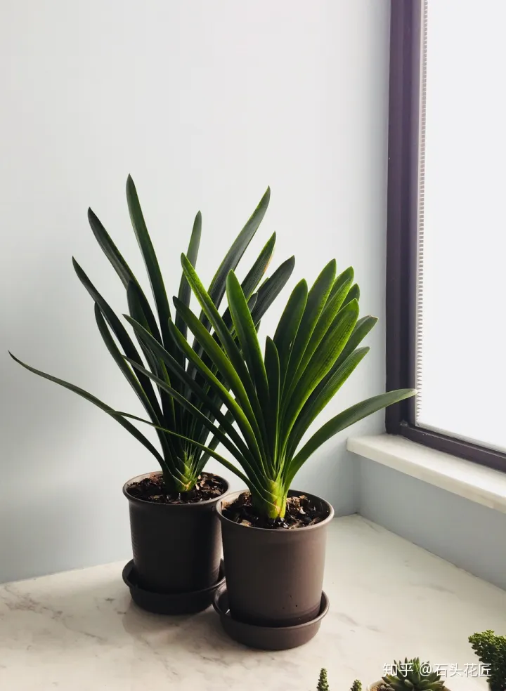 冬季君子兰怎么养，养君子兰的“4个”小知识，1分钟学会，以后越养越旺