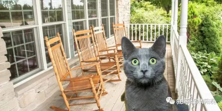 关于猫的英文怎么说，一些关于猫的英文表达，要不要了解一下？