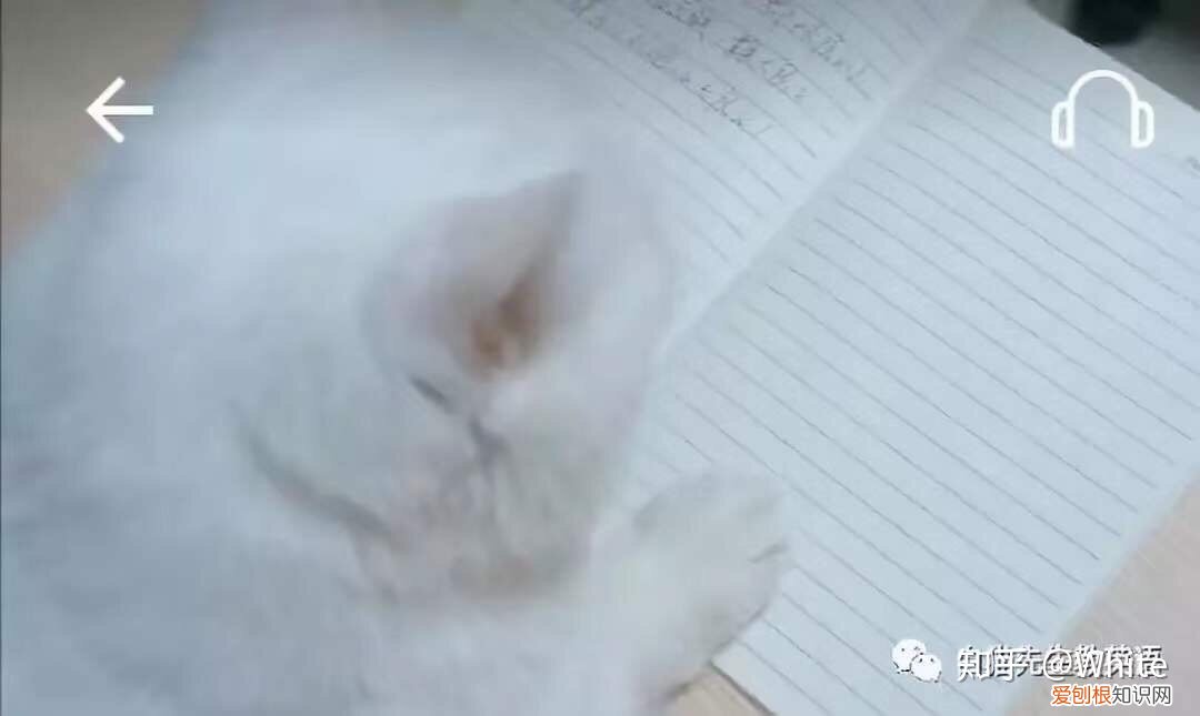 关于猫的英文怎么说，一些关于猫的英文表达，要不要了解一下？