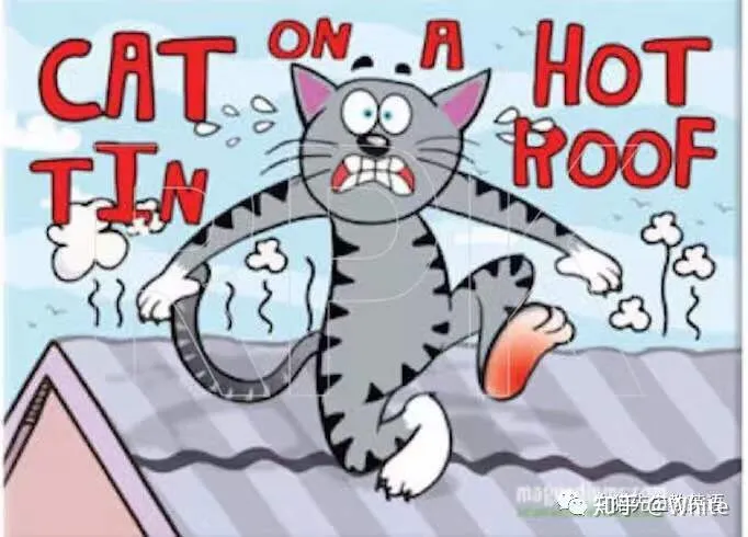 关于猫的英文怎么说，一些关于猫的英文表达，要不要了解一下？