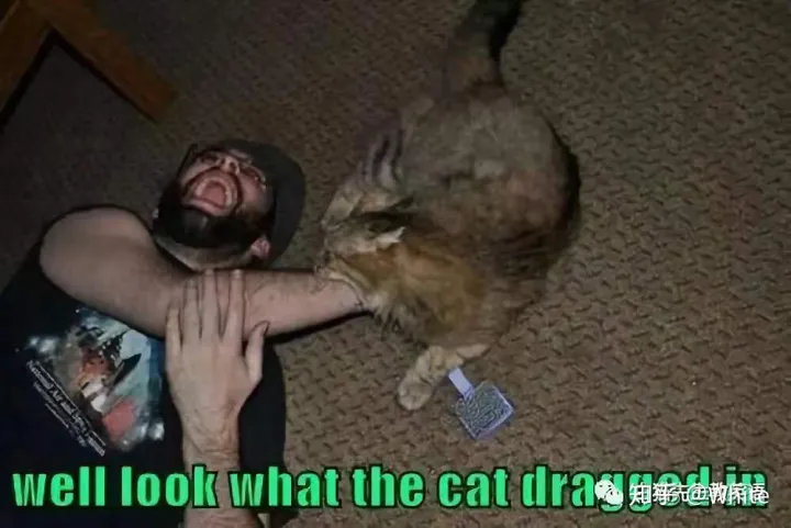 关于猫的英文怎么说，一些关于猫的英文表达，要不要了解一下？