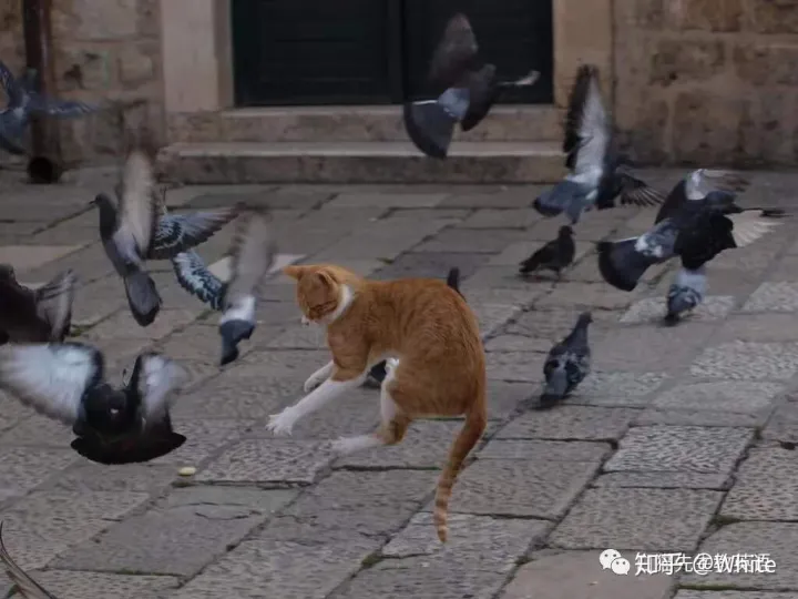 关于猫的英文怎么说，一些关于猫的英文表达，要不要了解一下？