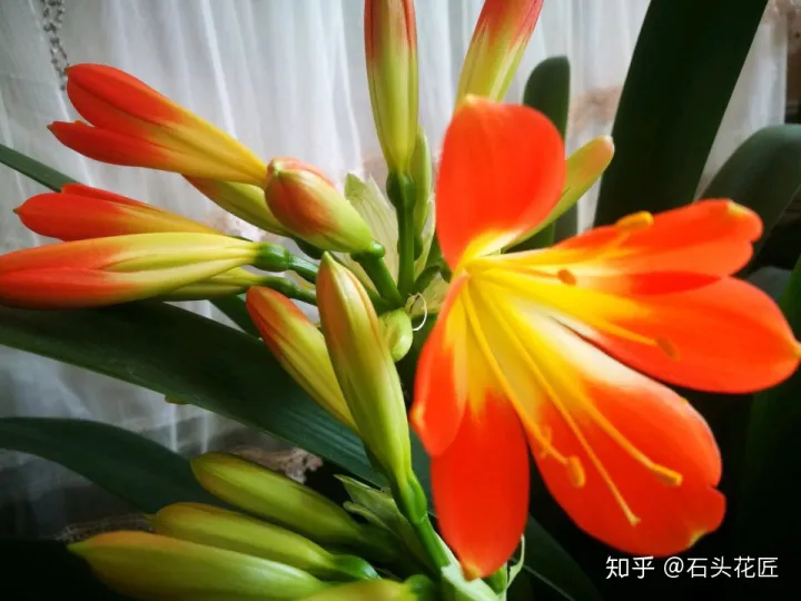 君子兰如何养才能开花,她养君子兰有3个“秘诀”,开春长满“花包子”,阳台变花园