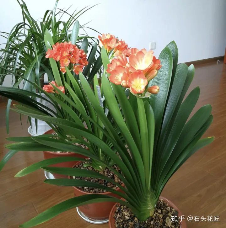 君子兰如何养才能开花,她养君子兰有3个“秘诀”,开春长满“花包子”,阳台变花园