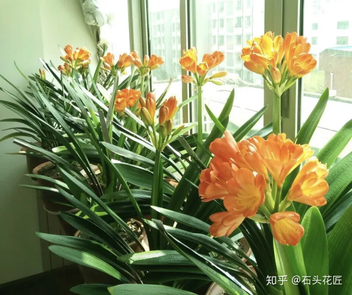 君子兰如何养才能开花,她养君子兰有3个“秘诀”,开春长满“花包子”,阳台变花园