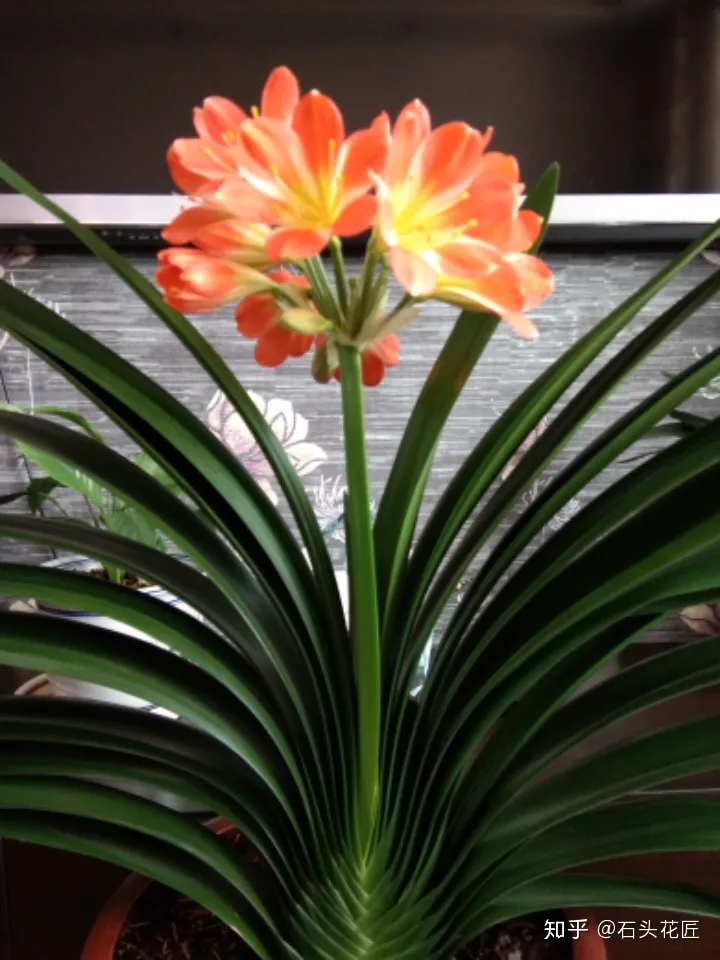 君子兰如何养才能开花,她养君子兰有3个“秘诀”,开春长满“花包子”,阳台变花园