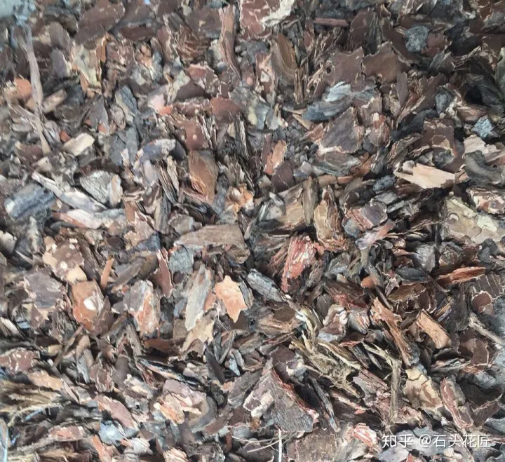 君子兰如何养才能开花,她养君子兰有3个“秘诀”,开春长满“花包子”,阳台变花园