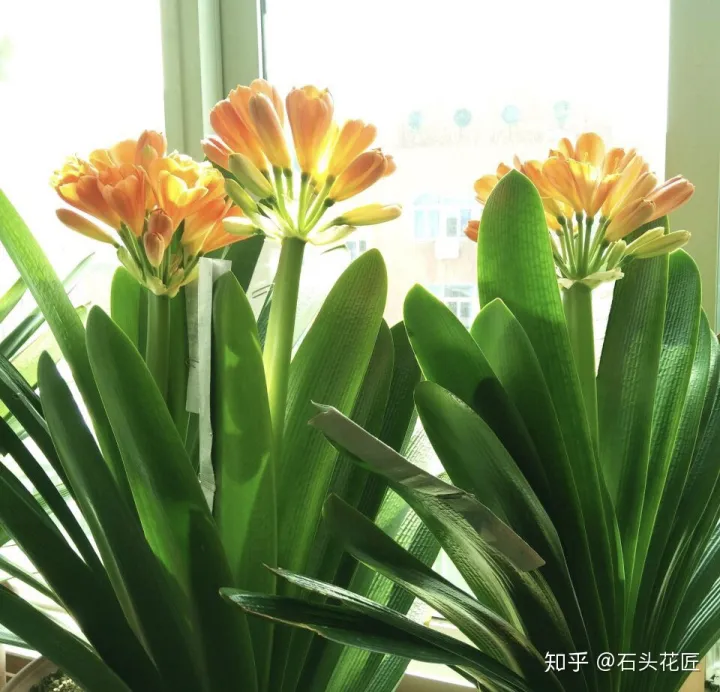 君子兰如何养才能开花,她养君子兰有3个“秘诀”,开春长满“花包子”,阳台变花园