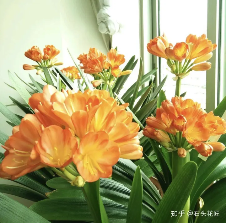 君子兰如何养才能开花,她养君子兰有3个“秘诀”,开春长满“花包子”,阳台变花园