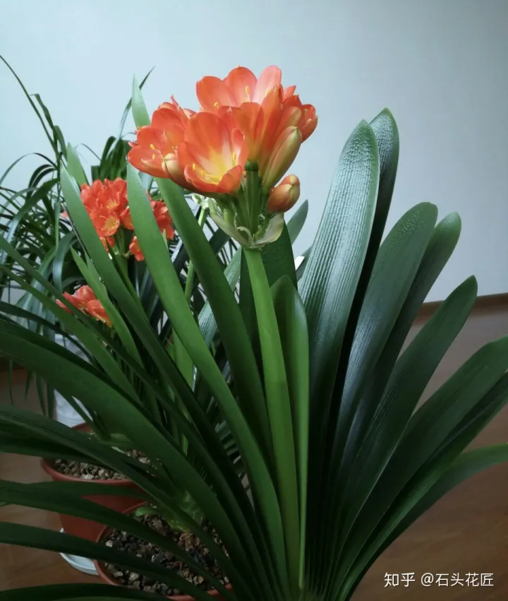 君子兰如何养才能开花,她养君子兰有3个“秘诀”,开春长满“花包子”,阳台变花园