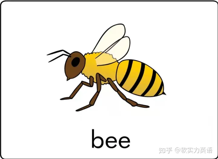 小朋友学单词动物，英语启蒙：6套看图识词动物卡片，帮助孩子积累英语入门词汇