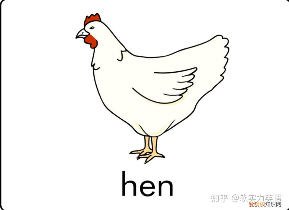 小朋友学单词动物，英语启蒙：6套看图识词动物卡片，帮助孩子积累英语入门词汇