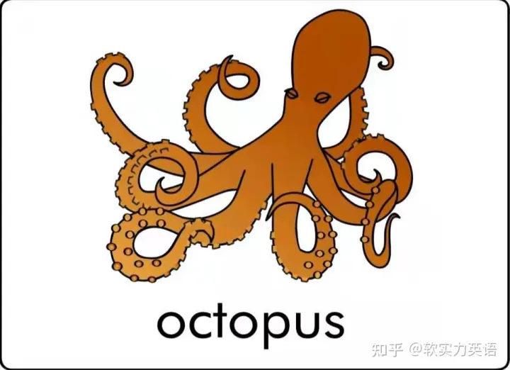 小朋友学单词动物，英语启蒙：6套看图识词动物卡片，帮助孩子积累英语入门词汇