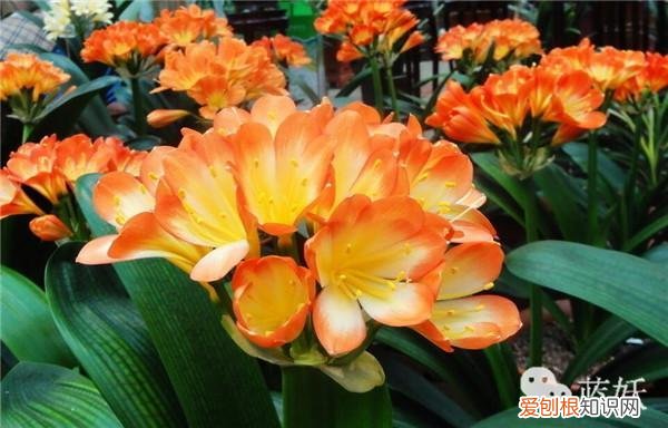 君子兰怎么养殖方法和注意事项视频，君子兰的养殖方法的8大要点