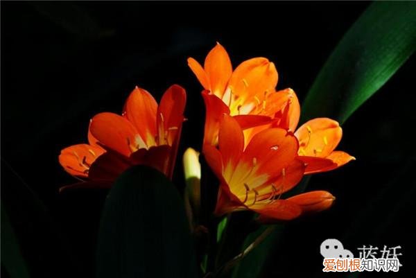 君子兰怎么养殖方法和注意事项视频，君子兰的养殖方法的8大要点