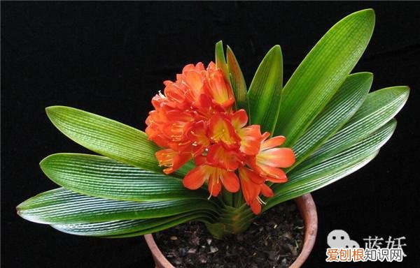 君子兰怎么养殖方法和注意事项视频，君子兰的养殖方法的8大要点