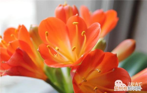 君子兰怎么养殖方法和注意事项视频，君子兰的养殖方法的8大要点